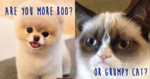 Which of these pets are more your tastes?